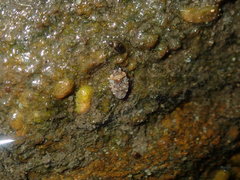 Ochteridae