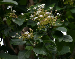 Clerodendrum tracyanum