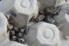 Agrotis trux