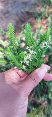 Struthiola striata