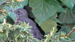 Turdus merula