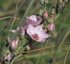 Sphaeralcea chenopodifolia