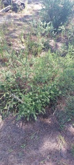 Struthiola striata