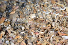 Thorogobius macrolepis