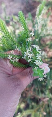 Struthiola striata