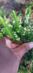Struthiola striata