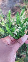 Struthiola striata