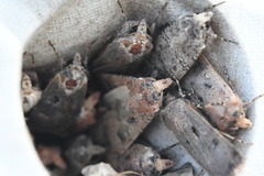 Agrotis trux