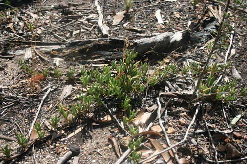Image of Ruschia geminiflora by (c) Jacques van der Merwe, some rights reserved (CC BY-SA)