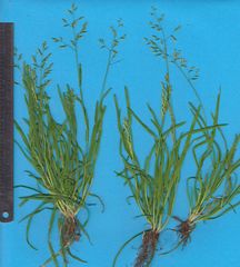 Poa annua