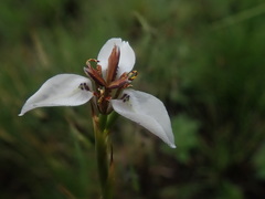 Moraea marionae