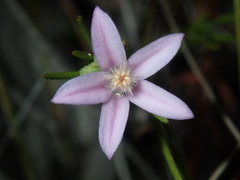 Philotheca reichenbachii