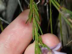 Philotheca reichenbachii
