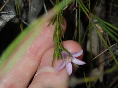 Philotheca reichenbachii
