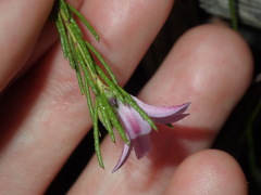 Philotheca reichenbachii