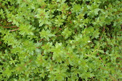 Laurembergia repens