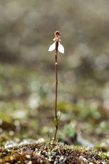 Eriochilus helonomos