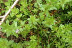 Laurembergia repens
