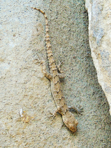Asia Minor Thin-Toed Gecko, Mediodactylus heterocercus