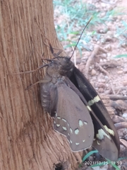 Castniidae