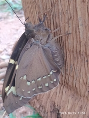Castniidae
