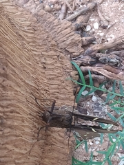 Castniidae