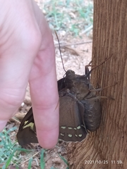 Castniidae