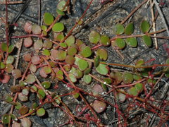 Gonocarpus micranthus micranthus