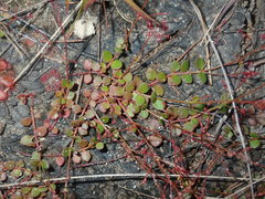Gonocarpus micranthus micranthus