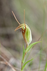 Pterostylis rogersii