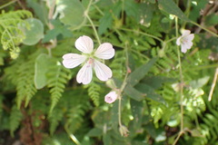 Geranium ornithopodon