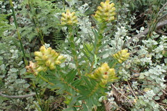 Penaea cneorum gigantea