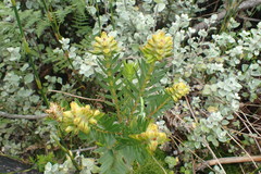 Penaea cneorum gigantea