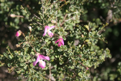 Image of Podalyria microphylla by (c) Jacques van der Merwe, some rights reserved (CC BY-SA)