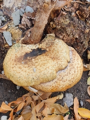 Cerioporus squamosus