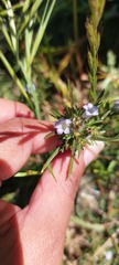 Microcodon glomeratus