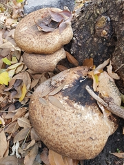 Cerioporus squamosus