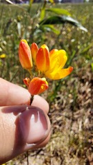 Ixia calendulacea