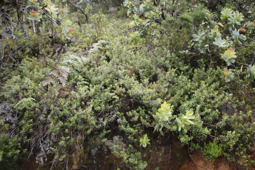 Cliffortia pedunculata, photograph 5