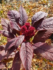 Amaranthus cruentus