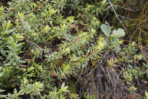 Cliffortia pedunculata, photograph 4