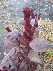 Amaranthus cruentus
