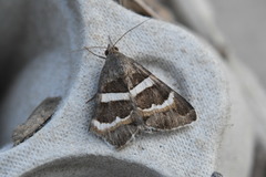 Grammodes stolida