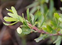 Cliffortia pedunculata, photograph (c) Tony Rebelo, some rights reserved (CC BY-SA)
