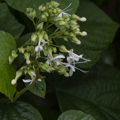 Clerodendrum infortunatum