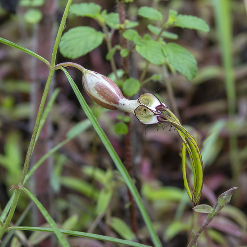 Ceropegia spiralis