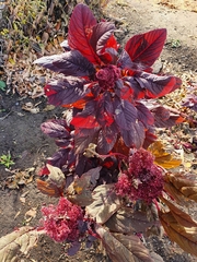 Amaranthus cruentus