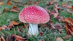 Amanita muscaria
