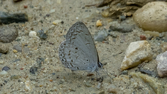 Celastrina lavendularis