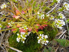 Cochlearia tridactylites